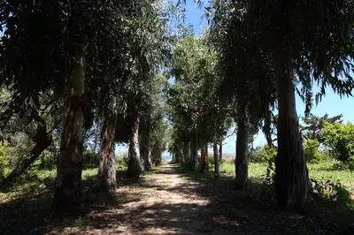 a dirt road lined with trees in a field at verdemare in relax in Cefalù
