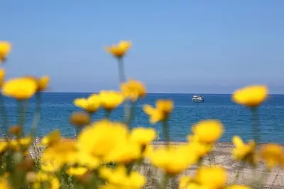 a field of yellow flowers with a boat in the ocean at verdemare in relax in Cefalù