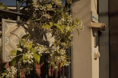 a plant with white flowers on the side of a building at Sikelìa Bed & Breakfast in Carini