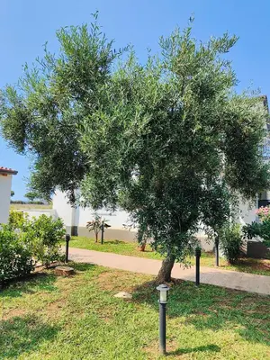 a tree in the grass with a light under it at Sweet Sicily Apartments in Carini