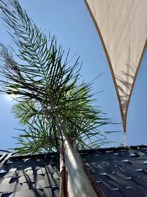 a palm tree sitting on top of a roof at Casa Antigone 99 in Mondello