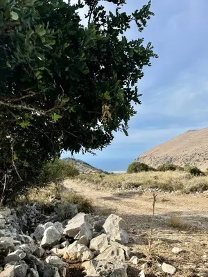 a pile of rocks and a tree in a field at Conte125 in Cinisi