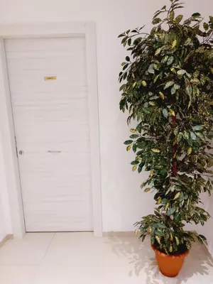 a plant in a room next to a door at Un Passo dal Porto in Palermo
