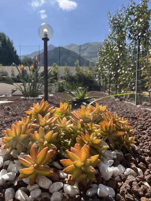 a group of plants sitting on rocks in a garden at Villa Simo in Altavilla Milicia