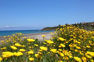 a field of yellow flowers next to a beach at Villa Memi in Cefalù