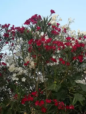 a bunch of red and white flowers on a tree at Villacinisi in Cinisi
