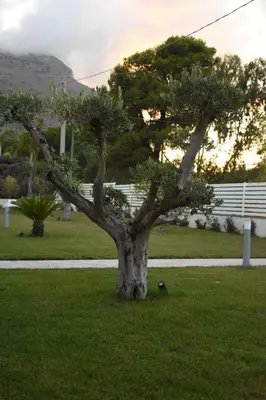 a tree sitting in the grass in a field at Villa dei Pioppi Deluxe in Carini
