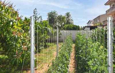 a garden with tomato plants behind a fence at Beautiful Apartment In Trappeto in Trappeto
