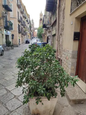 a large potted plant sitting on the side of a street at BONELLUS in Palermo