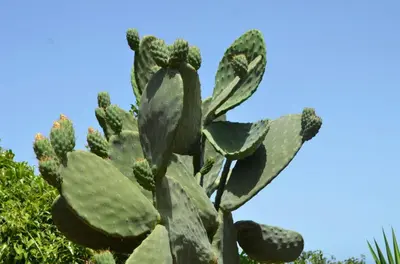 a close up of a cactus against a blue sky at Baglio Poma in Castelluzzo