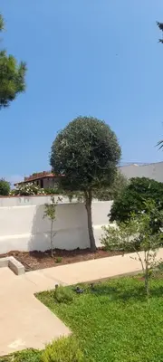 a tree in front of a building with a sidewalk at Villa Francesca in Carini
