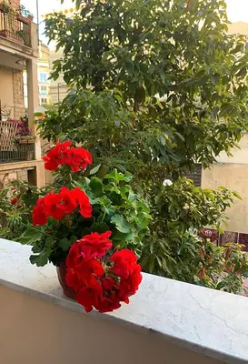 a bunch of red flowers in a vase on a ledge at Ermosa Suite in Palermo