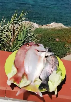 a picture of a fish with its mouth open at LA TERRAZZA SUL MARE monolocale con terrazza vicino aereoporto&mare SICILIAN VINTAGE STYLE BEACH HOUSE in Cinisi
