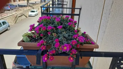 a pot of pink flowers on a balcony at casa Ennio by Villa Paola Ciminna in Ciminna