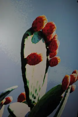 a close up of a cactus with a heart painted on it at Case Giannone in Santa Flavia