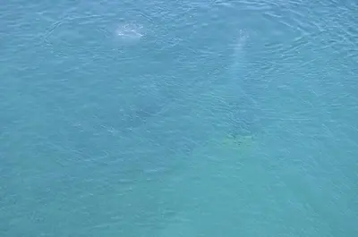 a pool of blue water with a shark swimming at Case Giannone in Santa Flavia