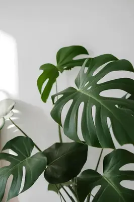 a green plant with green leaves on a white background at Appartamento Casa Trento in Castellammare del Golfo