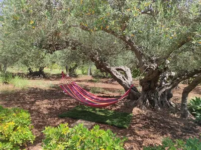a hammock under an olive tree in a field at Villa Donna Franca con piscina privata in Castellammare del Golfo