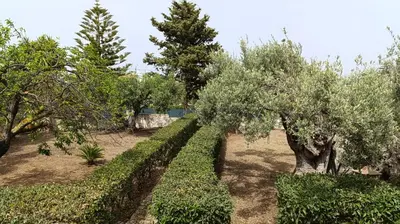 a row of olive trees in a garden at Villa Il Giardino di Rosa- 5 Min from the sea-Fraginesi in Castellammare del Golfo