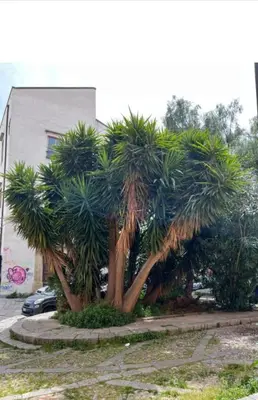 a couple of palm trees in front of a building at Sicily guest house 2 in Palermo