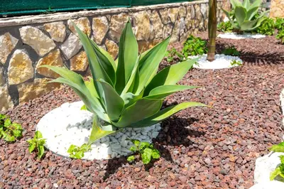 a green plant in a rock garden at Villa Diamante in Campofelice di Roccella