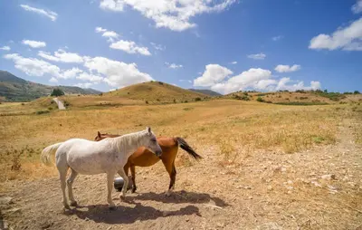 two horses standing on a dirt road in a field at Awesome Home In Palazzo Adriano in Palazzo Adriano
