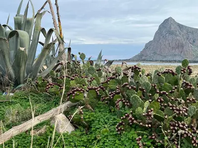 a prickly pear plant with a mountain in the background at Il Fico d'India in San Vito lo Capo