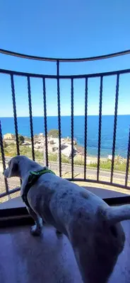 a dog standing on a balcony looking at the ocean at Open Space Marianna - Sea View in Trabia