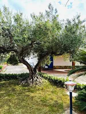 a tree in a yard with a light next to it at Villetta Verde Mare - Scopello in Scopello