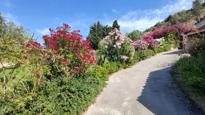 a path with flowers on the side of a hill at Costa Azzurra Cefalù Residence in Cefalù
