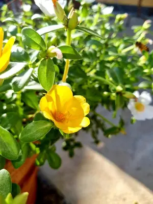 a yellow flower on a plant with green leaves at B&Baglio in Carini