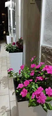 a group of pink flowers in white pots next to a building at Casa Renda in Balestrate
