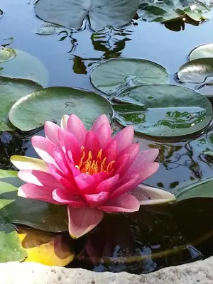 a pink water lily sitting on top of a pond at Casa Gelferraro in Calatafimi