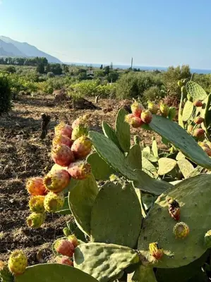 a cactus plant with lots of fruits on a field at Maison Lume in Castellammare del Golfo