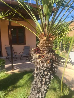 a palm tree in front of a house at Villetta Viola in San Vito lo Capo