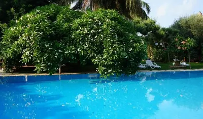 a blue swimming pool with a tree and two chairs at Villa Megna - Green Paradise B&B in Sferracavallo