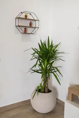 a plant in a white pot next to a wall at Maison Zisa - Proppro SRL - Palermo in Palermo