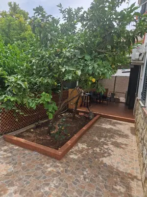 a small lemon tree on a patio at Vito's holiday house in Palermo