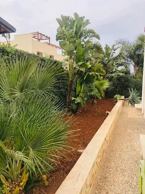 a garden with palm trees and a walkway at B&b Diamond in San Vito lo Capo