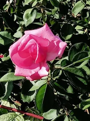 a pink rose on a bush with green leaves at Il giardino degli ulivi in Trabia