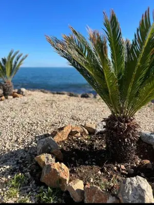 a palm tree and rocks on a beach with the ocean at Suite Vicino al Mare in Carini
