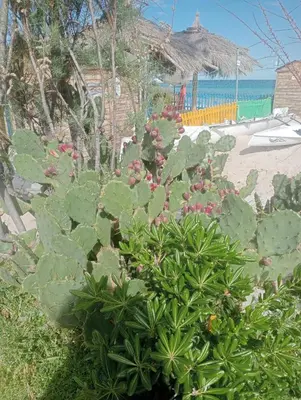 a plant with pink flowers in front of a beach at MONDELLO JUNO'S ROOMS in Mondello