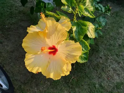 a white flower with a red center on a plant at Casa delle Salinelle in Lascari