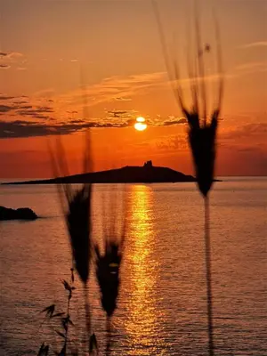a sunset over the water with a plant in the foreground at Sicily by Catamaran in Palermo