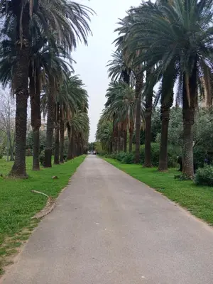 a road lined with palm trees in a park at Maison Du Parc in Palermo