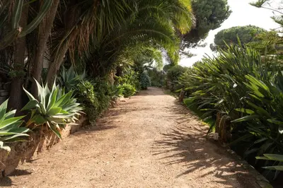 a dirt pathway with palm trees and plants at Casa Panoramica in Terrasini