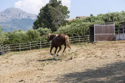 a brown horse running in a field with a fence at Villa Passulunara 14 by Massimo Villas in Lascari