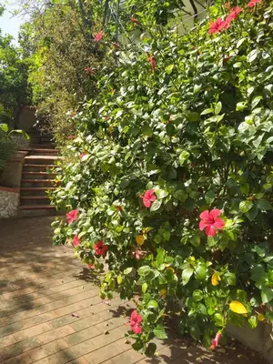 a bush with pink flowers on a wooden walkway at La Pergola sul mare in Mandra Capreria