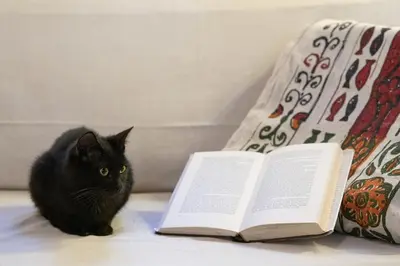 a black cat sitting on a bed next to a book at Casa Conigli con piscina condivisa in Terrasini