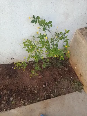 a small plant with yellow flowers in the dirt at Aura azzurra in Carini